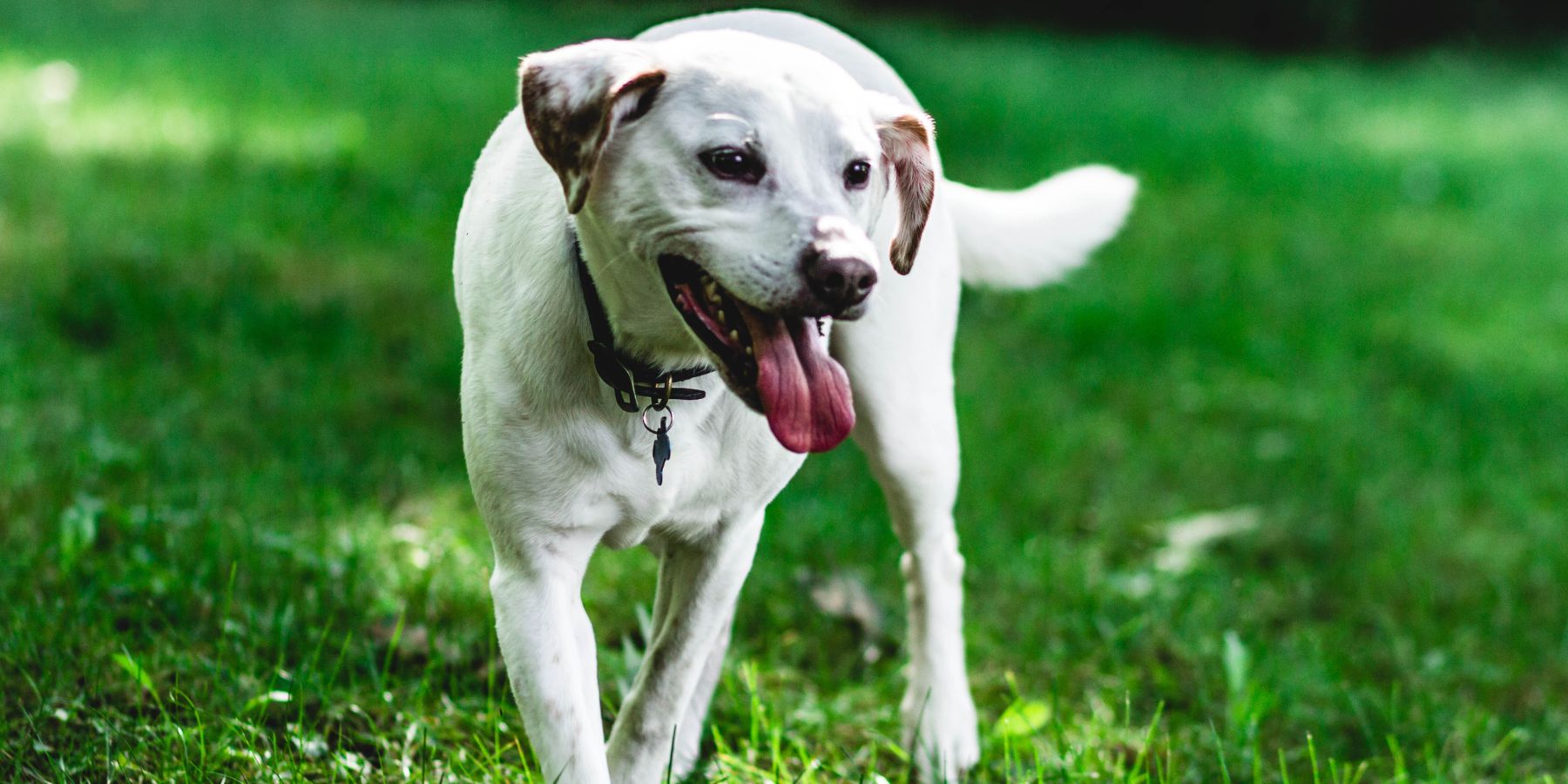 Exploring How Panting Regulates a Dog’s Body TemperatureIntroduction